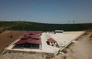 Havza Canlı Hayvan Pazarı tedbiren kapatıldı