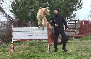 Hayat kurtaran köpekler işte bu aşamalardan geçiyor