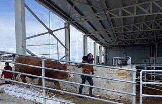 Hayırsever besiciler depremzedelere hayvan bağışı...