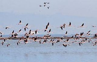Hersek Lagünü’nde renkli görüntüler