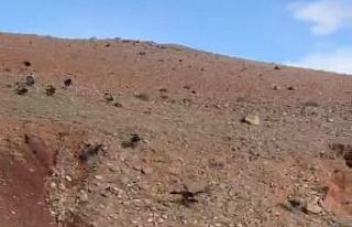 Iğdır’da akbabalar sürü halinde görüntülendi