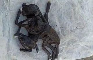 Iğdır’da çift başlı altı ayaklı oğlak dünyaya...
