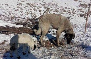 Kangal köpeği kuzunun süt annesi oldu