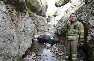 Kanyona düşerek telefon olan inek vinçle çıkarıldı