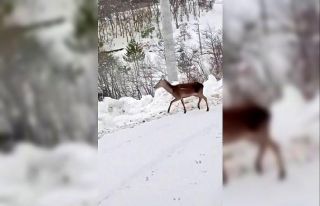 Karda yiyecek bulamayan geyik mahalleye indi