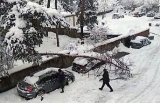 Karın ağırlığına dayanamayan ağaç, otomobilin...