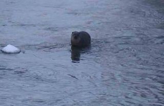 Kars’ta su samurunun ördeklerle sınavı kameraya...