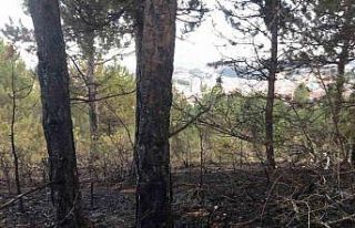 Kastamonu’da orman yangını söndürüldü, yüzlerce...