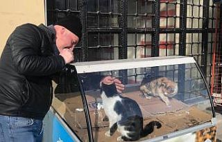 Kedilerin kavgasını esnaf ayırdı