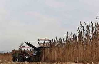 Kenevir için yabancı yatırımlar Kastamonu’ya...