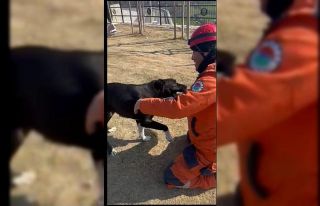 Kepez Belediyesi enkazdan kurtardığı köpeği sahiplendi