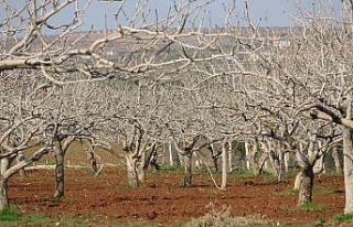 Kilis’te çiftçiler gece çadırda gündüz tarlada