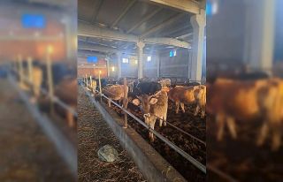 Kırklareli’de 39 kaçak hayvan yakalandı
