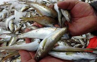 Kıyı balıkçıları, denizdeki olumsuz havadan...