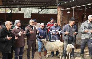 Koçarlı’da vatandaşlar depremzedeler için koyun...