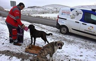 Kocasinan’dan Soğuk Havada Sokak Hayvanları İçin...