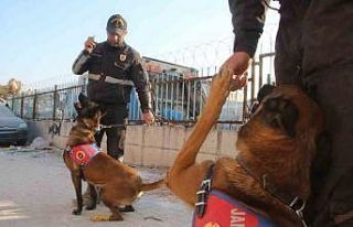 Köpekler yaralı halde enkazdan enkaza koştu
