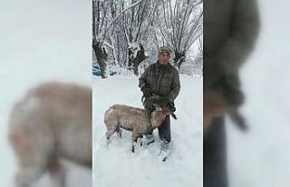 Köpeklerin saldırısına uğrayan dağ keçisini...