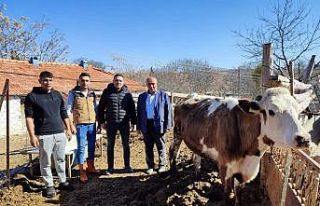 Köy muhtarı depremzedeler için büyükbaş hayvan...
