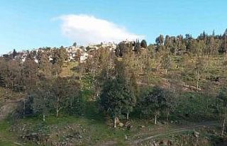 Koyunlar yalnız gelince şüphelendiler, cansız...