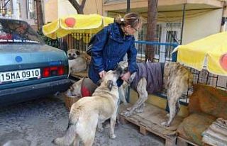 Kulübeleri kaldırılan sokak köpeklerini altlarına...