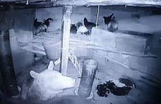 Kümese giren anne ayı ve yavrusu tavukları telef...