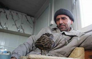 Limanda hareketsiz bulunan çulluk kuşuna balıkçılar...