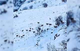Malatya’da kar altında yiyecek arayan yaban keçileri...