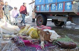 Malatya’da öldü denilen buzağı enkaz altından...