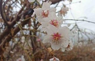 Mardin’de kış ortasında çiçek açan ağaçlar...