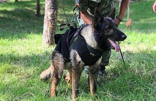 Meksika’dan Türkiye’ye gelen arama-kurtarma köpeği...