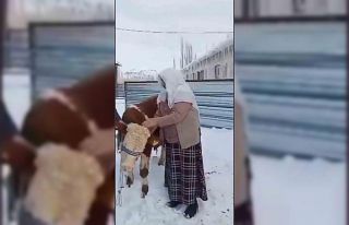 Nazime nine elleriyle büyüttüğü boğasını sattı,...