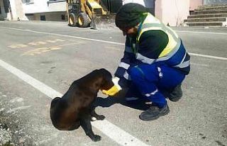 Nerede bir can varsa, orada Bursa var
