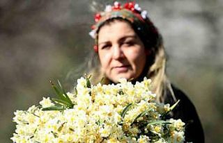 Nergis hasadı yüzleri güldürdü