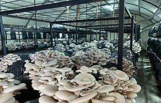 Ordu’da kültür mantarı üretimi yaygınlaşıyor