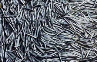 Rize’de hamsi yüzleri güldürdü