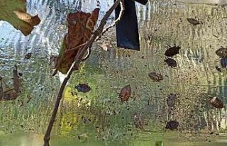 Samsun’un bitkileri zararlılardan korunuyor