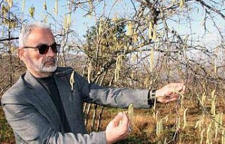 Serbest piyasada fındık fiyatını karanfiller belirleyecek