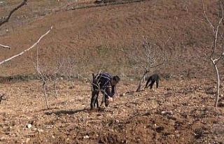 Siirtli çiftçilere hibe destekli sebze fidesi dağıtılacak