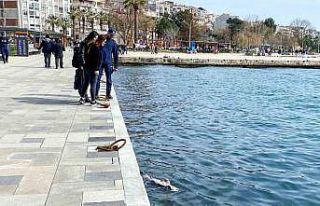 Sinop’ta ölü yunus sahile vurdu