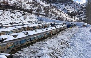 Şırnak’ta kar yağışıyla birlikte bal arıları...