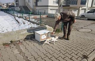 Sokak kedileri üşümesin diye kedi evleri Bolu’nun...