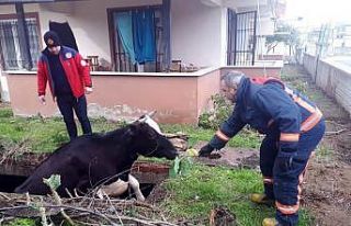 Su dolu çukura düşen inek, lahanayla kurtarıldı