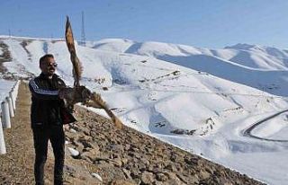 Tedavi edilen puhu kuşu doğaya bırakıldı