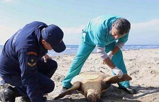 Tekirdağ sahilinde "caretta caretta" ölüsü...