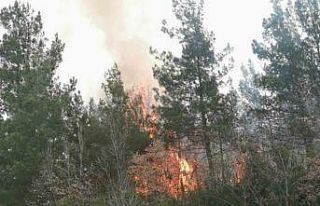 Tokat’ta orman yangını