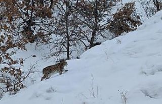 Tunceli’de kırmızı listede bulunan 2 vaşak görüntülendi
