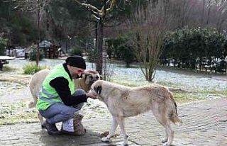Yalova Belediyesi’nden sokak hayvanlarına yem