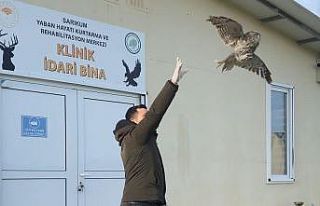 Yaralı halde bulunan baykuş, tedavisinin ardından...