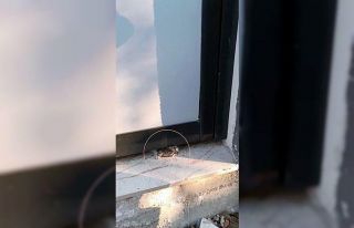 Yaramaz kedi kapının altına sıkıştı